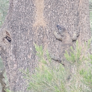 Varanus varius at Burrinjuck, NSW - suppressed