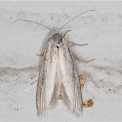 Philobota chionoptera (A concealer moth) at Melba, ACT - 12 Nov 2024 by kasiaaus