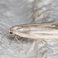 Philobota chionoptera at Melba, ACT - 12 Nov 2024 10:00 PM