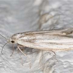 Philobota chionoptera at Melba, ACT - 12 Nov 2024