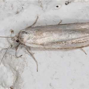 Philobota chionoptera at Melba, ACT - 12 Nov 2024