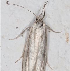 Philobota chionoptera at Melba, ACT - 12 Nov 2024