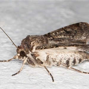 Agrotis porphyricollis at Melba, ACT - 12 Nov 2024