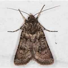 Agrotis porphyricollis at Melba, ACT - 12 Nov 2024