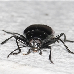 Chalcopteroides columbinus at Melba, ACT - 12 Nov 2024 10:05 PM