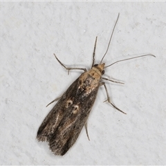 Morosaphycita oculiferella (A Pyralid moth (Phycitinae) at Melba, ACT - 12 Nov 2024 by kasiaaus