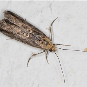 Morosaphycita oculiferella at Melba, ACT - 12 Nov 2024