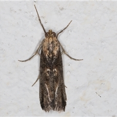 Morosaphycita oculiferella at Melba, ACT - 12 Nov 2024