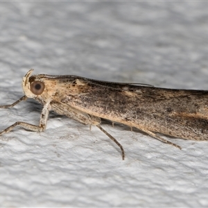 Morosaphycita oculiferella at Melba, ACT - 12 Nov 2024