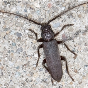 Unidentified Longhorn beetle (Cerambycidae) at Melba, ACT by kasiaaus