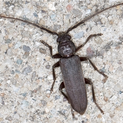 Unidentified Longhorn beetle (Cerambycidae) at Melba, ACT - 12 Nov 2024 by kasiaaus