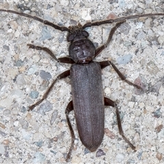 Arhopalus (genus) at suppressed - suppressed