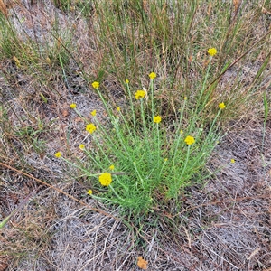 Chrysocephalum semipapposum at Watson, ACT - 13 Nov 2024 02:07 PM