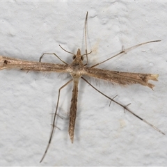 Pterophoridae (family) (A Plume Moth) at Melba, ACT - 12 Nov 2024 by kasiaaus