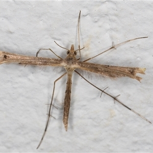 Pterophoridae (family) at Melba, ACT - 12 Nov 2024 11:23 PM