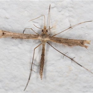 Pterophoridae (family) at Melba, ACT - 12 Nov 2024