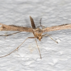 Pterophoridae (family) at Melba, ACT - 12 Nov 2024