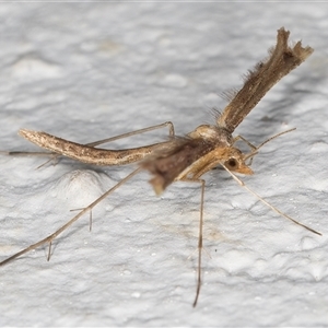 Pterophoridae (family) at Melba, ACT - 12 Nov 2024 11:23 PM