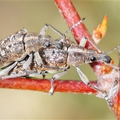 Rhinaria sp. (genus) at Tinderry, NSW - 13 Nov 2024 by Harrisi