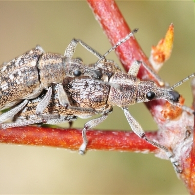 Rhinaria sp. (genus) at Tinderry, NSW - 13 Nov 2024 by Harrisi