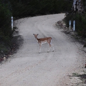 Dama dama at Tinderry, NSW - 13 Nov 2024