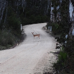 Dama dama at Tinderry, NSW - 13 Nov 2024