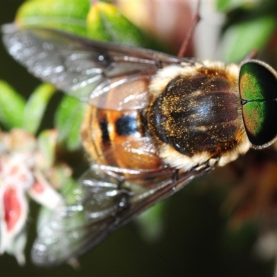 Unidentified March or Horse fly (Tabanidae) at Tinderry, NSW - 13 Nov 2024 by Harrisi