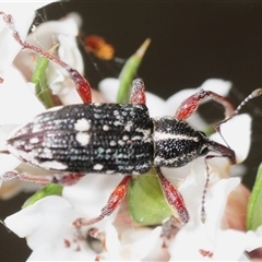 Aoplocnemis rufipes (A weevil) at Tinderry, NSW - 13 Nov 2024 by Harrisi