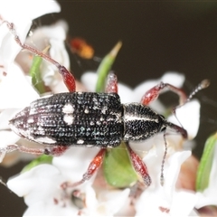 Aoplocnemis rufipes at Tinderry, NSW - suppressed