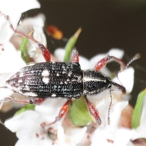 Aoplocnemis rufipes at Tinderry, NSW - suppressed