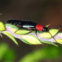 Unidentified Rove beetles (Staphylinidae) at Tinderry, NSW - 13 Nov 2024 by Harrisi