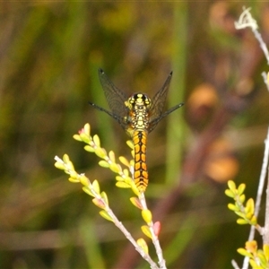 Nannophya dalei at Tinderry, NSW - suppressed