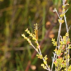 Nannophya dalei at Tinderry, NSW - suppressed