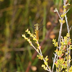 Nannophya dalei at Tinderry, NSW - suppressed