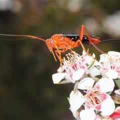 Lissopimpla excelsa at Tinderry, NSW - 13 Nov 2024