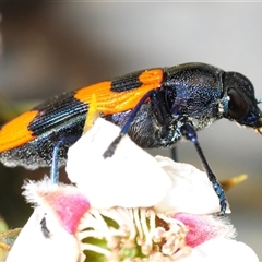 Castiarina thomsoni (A jewel beetle) at Tinderry, NSW - 13 Nov 2024 by Harrisi