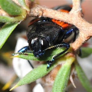 Castiarina thomsoni at Tinderry, NSW - 13 Nov 2024