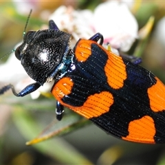 Castiarina thomsoni at Tinderry, NSW - 13 Nov 2024