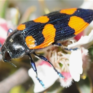 Castiarina thomsoni at Tinderry, NSW - 13 Nov 2024