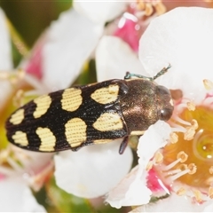 Castiarina decemmaculata (Ten-spot Jewel Beetle) at Tinderry, NSW - 13 Nov 2024 by Harrisi