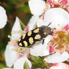 Castiarina decemmaculata at Tinderry, NSW - 13 Nov 2024