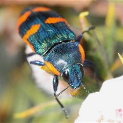 Castiarina watkinsi (Watkins' Castiarina jewel beetle) at Tinderry, NSW - 13 Nov 2024 by Harrisi