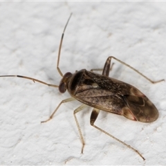 Miridae (family) (Unidentified plant bug) at Melba, ACT - 12 Nov 2024 by kasiaaus