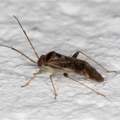 Miridae (family) at Melba, ACT - 12 Nov 2024