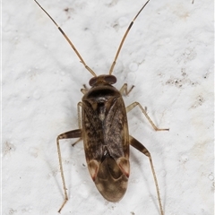 Miridae (family) at Melba, ACT - 12 Nov 2024