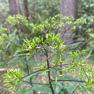 Senecio minimus at Palerang, NSW - 13 Nov 2024