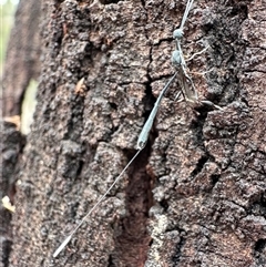 Gasteruption sp. (genus) at Ainslie, ACT - 12 Nov 2024 by Pirom