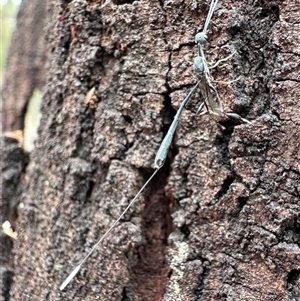 Gasteruption sp. (genus) at Ainslie, ACT - 13 Nov 2024