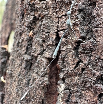 Gasteruption sp. (genus) at Ainslie, ACT - 12 Nov 2024 by Pirom