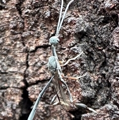 Gasteruption sp. (genus) at Ainslie, ACT - 13 Nov 2024